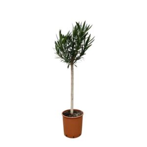 Nerium Oleander op stam met rode bloem - 170cm - Ø30