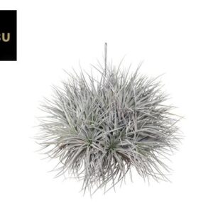 Tillandsia Super Silver (XXL JUMBO) - Ø20cm - ↕25cm