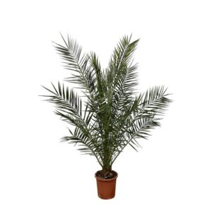 Phoenix Canariensis - 180cm- Ø25