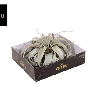 Tillandsia Xerographica Large - Ø20cm - ↕25cm