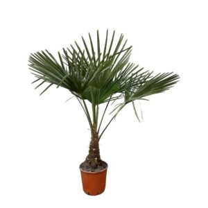 Trachycarpus - 120cm- Ø21