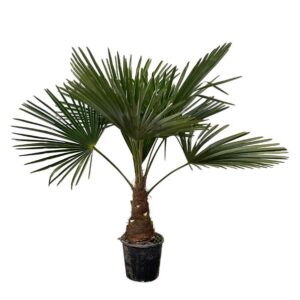 Trachycarpus Fortunei - 90-100cm - Ø21