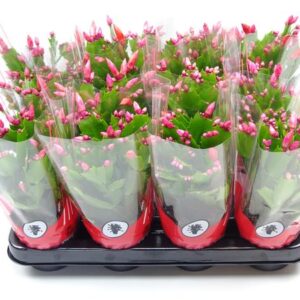 Schlumbergera 9 Cm Rood - Ø9cm - ↕25cm