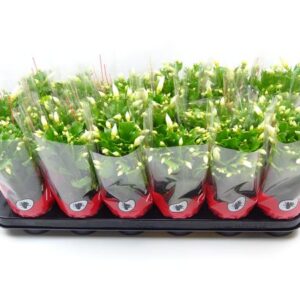 Schlumbergera 9 Cm Wit - Ø9cm - ↕25cm