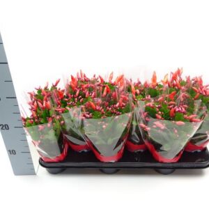 Schlumbergera 10.5 Cm ROOD - Ø10,5cm - ↕30cm