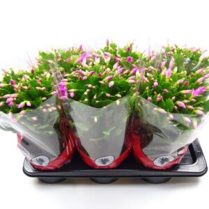 Schlumbergera 17 Cm Rose - Ø17cm - ↕35cm