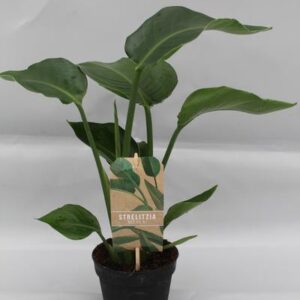 Strelitzia Nicolai P13 - Ø13cm - ↕35cm