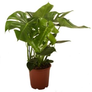 Philodendron Monstera - Ø21cm - ↕90cm