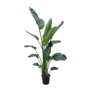 Strelitzia Nicolai XXL - 190 - 225 cm - ø27-ø30