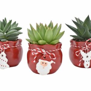 Succulent in Santa's Crew Ceramics - 3 stuks - Ø6cm - ↕9cm