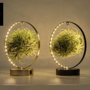 Tillandsia Led Edition Mix - 2 stuks - Ø11 cm - ↕23 cm