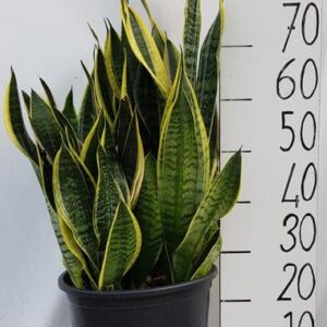 Sanseveria Laurentii - Ø30cm - ↕70cm