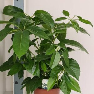 Schefflera Amate - Ø19cm - ↕70cm