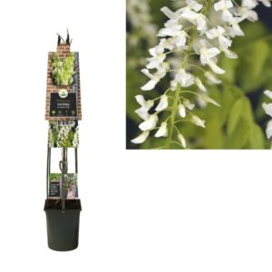 Wisteria Floribunda 'Alba' +3.0 Label - Ø23cm - ↕115cm