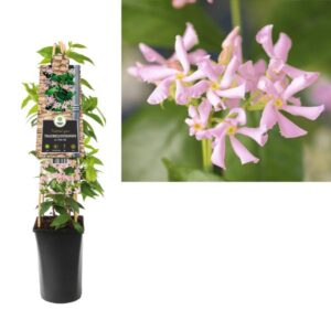 Trachelospermum As. Pink Air +3.0 Label - Ø17cm - ↕75cm