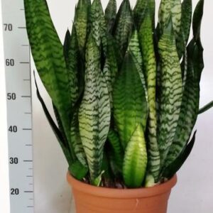 Sanseveria Black-Coral - Ø31cm - ↕75cm