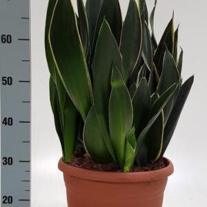 Sanseveria Trifasciata - Ø31cm - ↕75cm