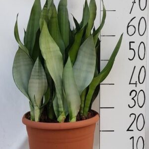 Sanseveria Moonshine - Ø31cm - ↕75cm