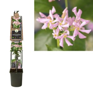 Trachelospermum As. Pink Air +3.0 Label - Ø23cm - ↕115cm