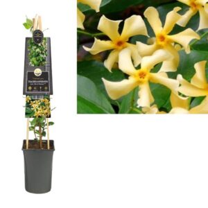 Trachelospermum Jasm. 'Star Of Toscane' PBR +3.0 Label - Ø17cm - ↕75cm