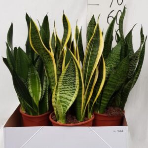 Sanseveria Overige Div - Ø21cm - ↕60cm
