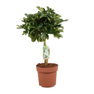 Schefflera Arboricola Gerda - Ø21cm - ↕80cm