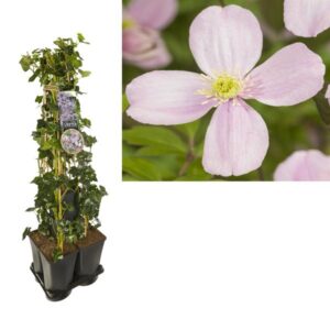 1 M. Privacy Mix Hedera + Clematis Mont. 'Rubens' +label - Ø17cm - ↕90cm