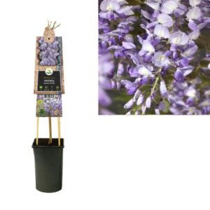 Wisteria Sinensis 'Prolific' +3.0 Label - Ø17cm - ↕75cm