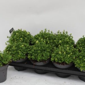 Saxifraga (Arendsii Grp) Touran Limegreen - Ø13cm - ↕15cm