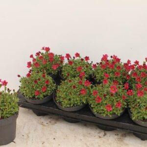 Saxifraga (Arendsii Grp) Alpino Rose - Ø13cm - ↕15cm