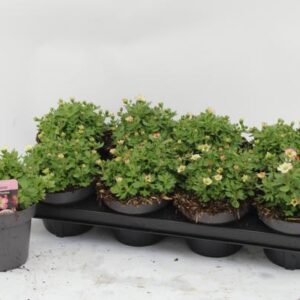 Saxifraga Picotee - Ø13cm - ↕20cm