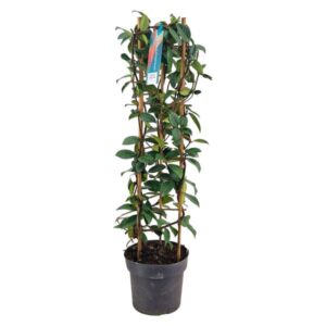 Trachelospermum Jasminoides Tower P17 - Ø17cm - ↕70cm
