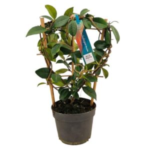 Trachelospermum Jasminoides Rek P13 - Ø13cm - ↕40cm
