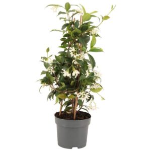 Trachelospermum Jasminoides Piramide P15 - Ø15cm - ↕50cm