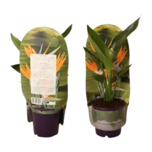 Strelitzia Reginae In Sleeve - Ø12cm - ↕40cm