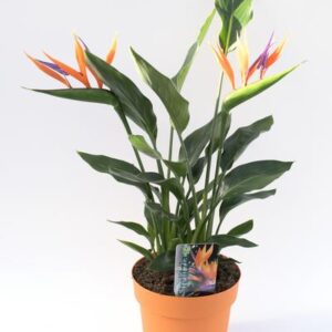 Strelitzia 4pp Met Kunstbloem -17 - Ø17cm - ↕40cm