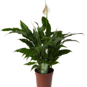Spathiphyllum 'Sweet Chico' - Ø17cm - ↕60cm