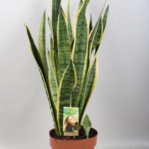 Sansevieria Laurentii - Ø21cm - ↕80cm
