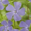 Vinca minor - ↕10-25cm - Ø9cm - 20x - Afbeelding 5