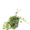 Vinca minor - ↕10-25cm - Ø9cm - 20x - Afbeelding 6
