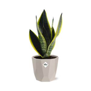 Sansevieria Futura Superba in ELHO b.for rock 14 cm warm grey