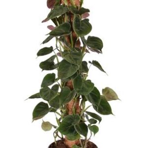 Philodendron Lupinum Mosstok - Ø16cm - ↕75cm