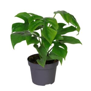 Philodendron Minima - Ø12cm - ↕25cm