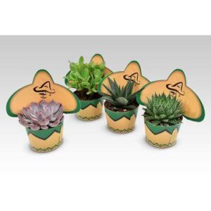 Succulents in Sombrero Cover Mix - 4 stuks - Ø10,5cm - ↕12cm