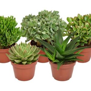 Succulent Mix - 5 stuks - Ø15cm - ↕20cm