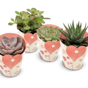 Succulents in Heart Cover - 4 stuks - Ø8,5cm - ↕11cm