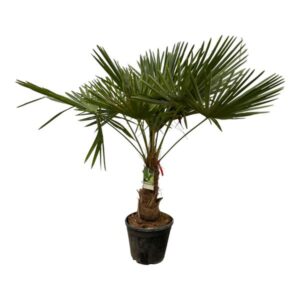 Trachycarpus Fortuneii - 180-200 cm - Ø40cm