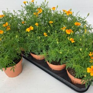 Tagetes Teunifolia Look And Taste - Ø12cm - ↕22cm