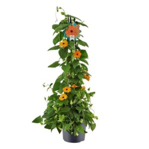 Thunbergia Piramide Oranje - Ø17cm - ↕70cm