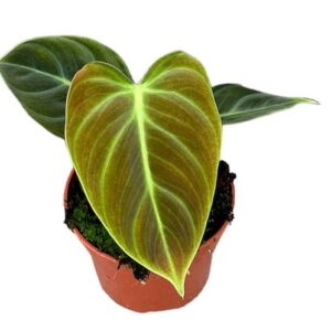 Philodendron El Choco Red - Ø10,5cm - ↕15cm